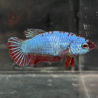 the-fish-farm Female Betta Female Betta - One Only - V Choose your own Female Betta at The Fish Farm Australia