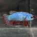 the-fish-farm Female Betta Female Betta - One Only - V Choose your own Female Betta at The Fish Farm Australia