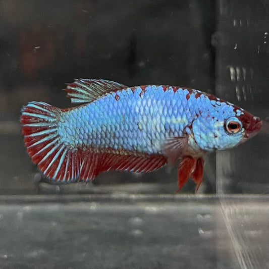 the-fish-farm Female Betta Female Betta - One Only - V Choose your own Female Betta at The Fish Farm Australia