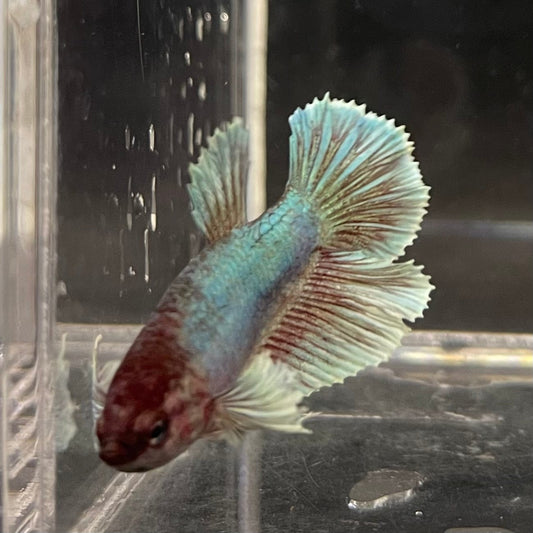 the-fish-farm Female Betta Female Betta - One Only - V Choose your own Female Betta at The Fish Farm Australia