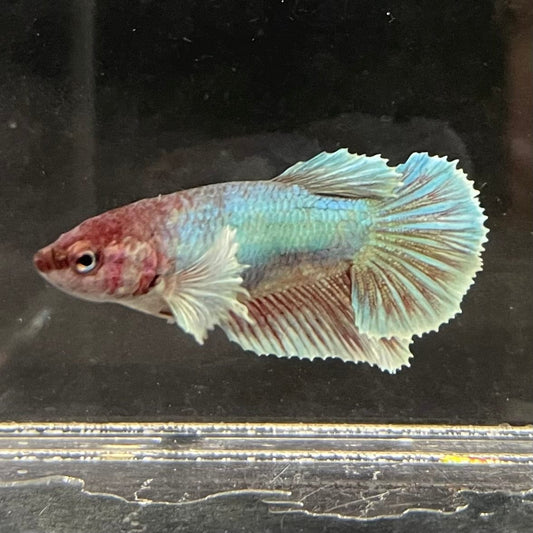 the-fish-farm Female Betta Female Betta - One Only - V Choose your own Female Betta at The Fish Farm Australia