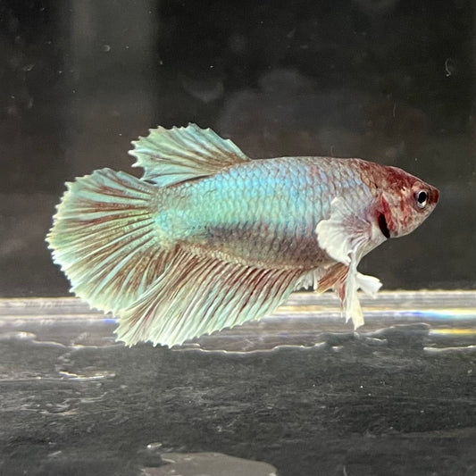 the-fish-farm Female Betta Female Betta - One Only - V Choose your own Female Betta at The Fish Farm Australia