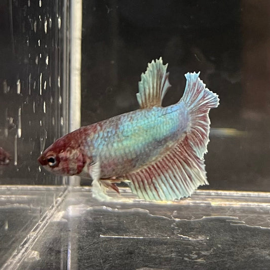 the-fish-farm Female Betta Female Betta - One Only - V Choose your own Female Betta at The Fish Farm Australia