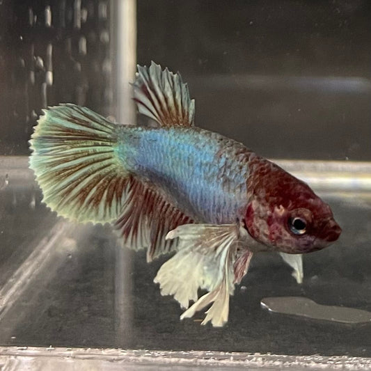 the-fish-farm Female Betta Female Betta - One Only - V Choose your own Female Betta at The Fish Farm Australia