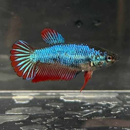 the-fish-farm Female Betta Female Betta - One Only - V Choose your own Female Betta at The Fish Farm Australia