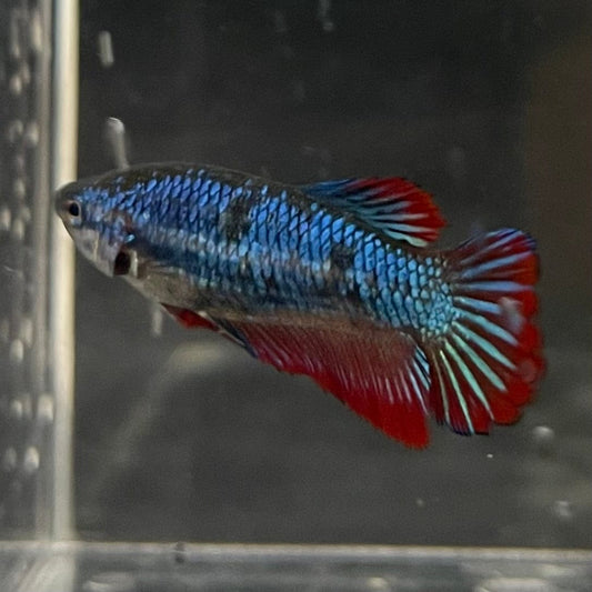 the-fish-farm Female Betta Female Betta - One Only - V Choose your own Female Betta at The Fish Farm Australia