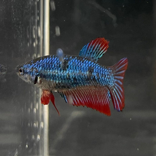 the-fish-farm Female Betta Female Betta - One Only - V Choose your own Female Betta at The Fish Farm Australia