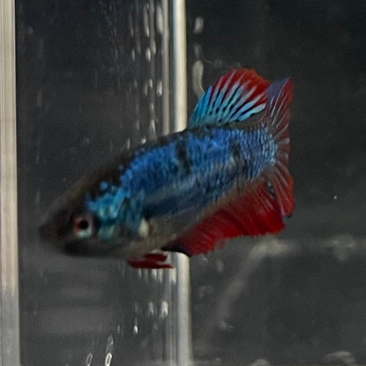 the-fish-farm Female Betta Female Betta - One Only - V Choose your own Female Betta at The Fish Farm Australia