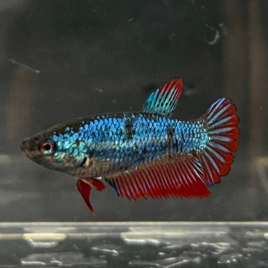 the-fish-farm Female Betta Female Betta - One Only - V Choose your own Female Betta at The Fish Farm Australia