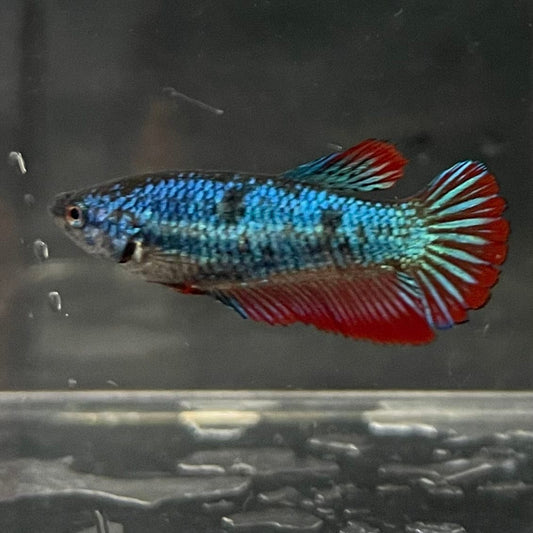 the-fish-farm Female Betta Female Betta - One Only - V Choose your own Female Betta at The Fish Farm Australia