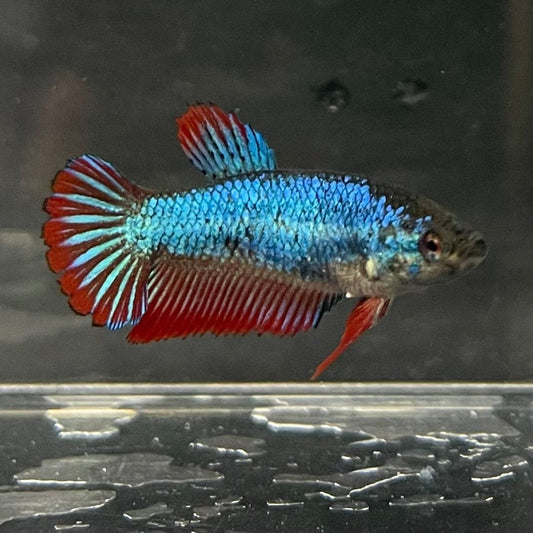 the-fish-farm Female Betta Female Betta - One Only - V Choose your own Female Betta at The Fish Farm Australia