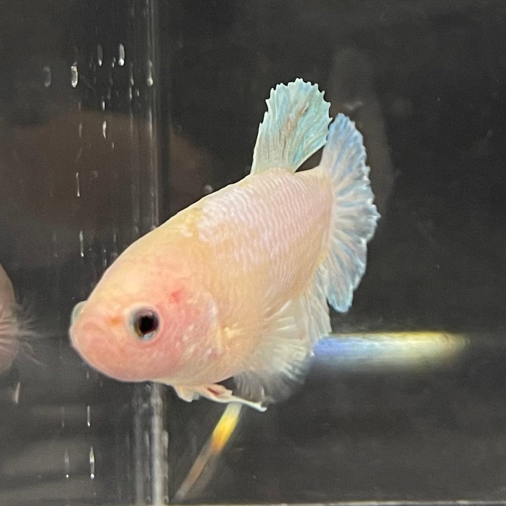 the-fish-farm Female Betta Female Betta - One Only - V Choose your own Female Betta at The Fish Farm Australia