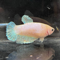 the-fish-farm Female Betta Female Betta - One Only - V Choose your own Female Betta at The Fish Farm Australia