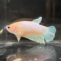 the-fish-farm Female Betta Female Betta - One Only - V Choose your own Female Betta at The Fish Farm Australia