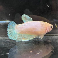 the-fish-farm Female Betta Female Betta - One Only - V Choose your own Female Betta at The Fish Farm Australia