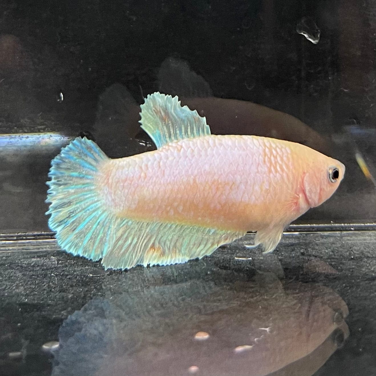 the-fish-farm Female Betta Female Betta - One Only - V Choose your own Female Betta at The Fish Farm Australia