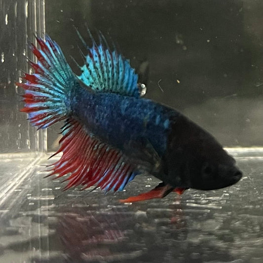 the-fish-farm Female Betta Female Betta - One Only - V Choose your own Female Betta at The Fish Farm Australia