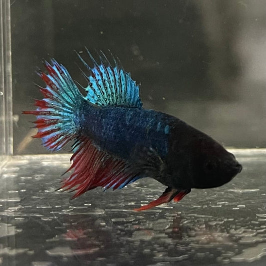 the-fish-farm Female Betta Female Betta - One Only - V Choose your own Female Betta at The Fish Farm Australia