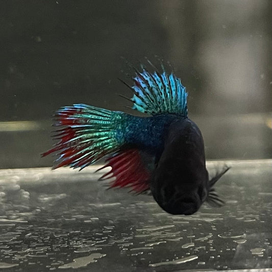 the-fish-farm Female Betta Female Betta - One Only - V Choose your own Female Betta at The Fish Farm Australia