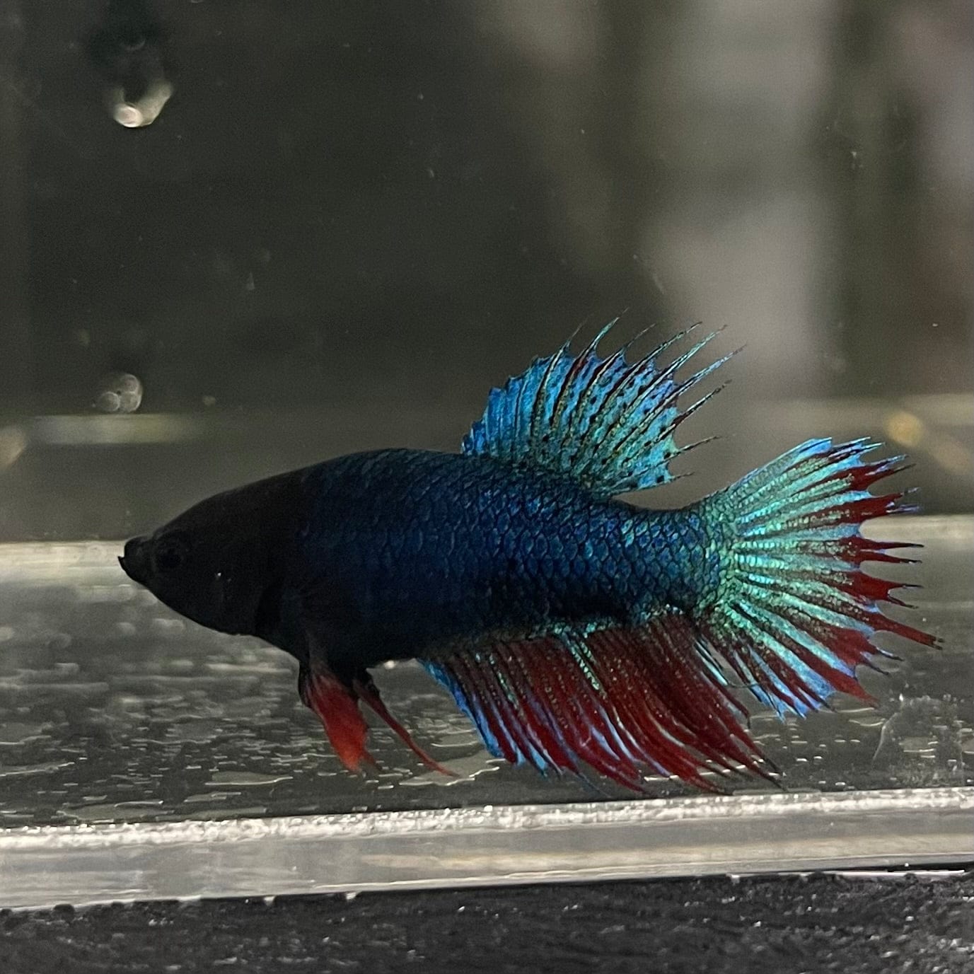 the-fish-farm Female Betta Female Betta - One Only - V Choose your own Female Betta at The Fish Farm Australia