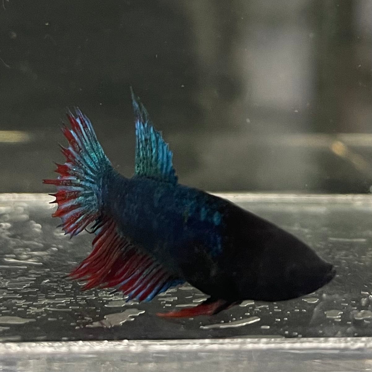 the-fish-farm Female Betta Female Betta - One Only - V Choose your own Female Betta at The Fish Farm Australia