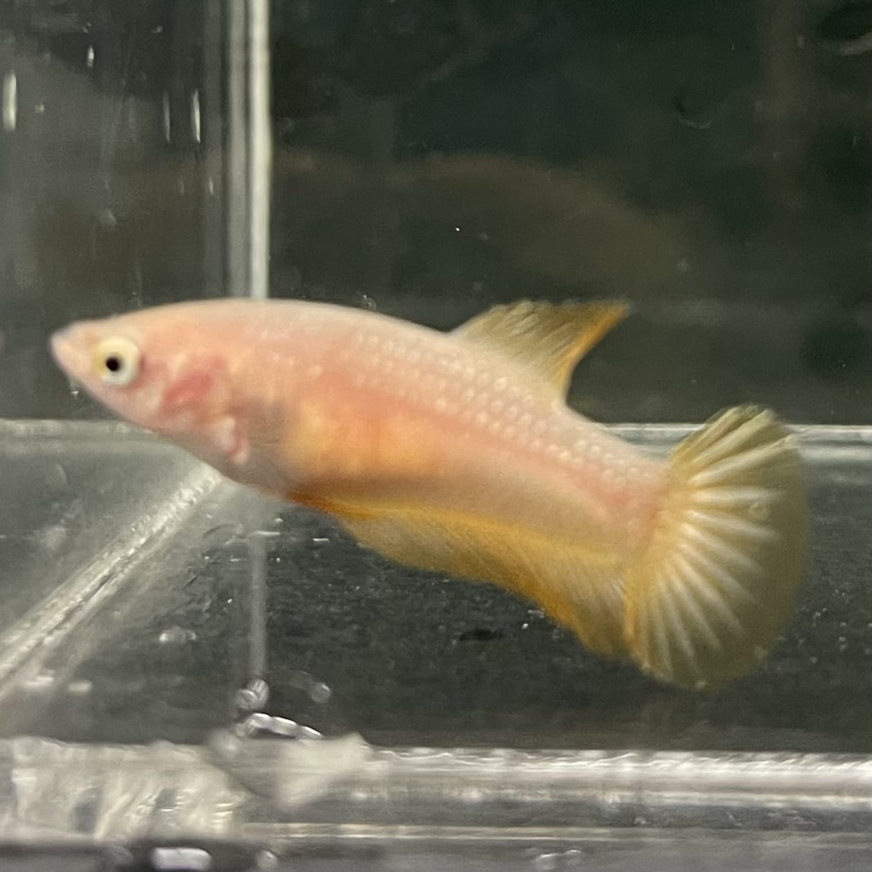 the-fish-farm Female Betta Female Betta - One Only - V Choose your own Female Betta at The Fish Farm Australia