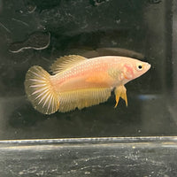 the-fish-farm Female Betta Female Betta - One Only - V Choose your own Female Betta at The Fish Farm Australia
