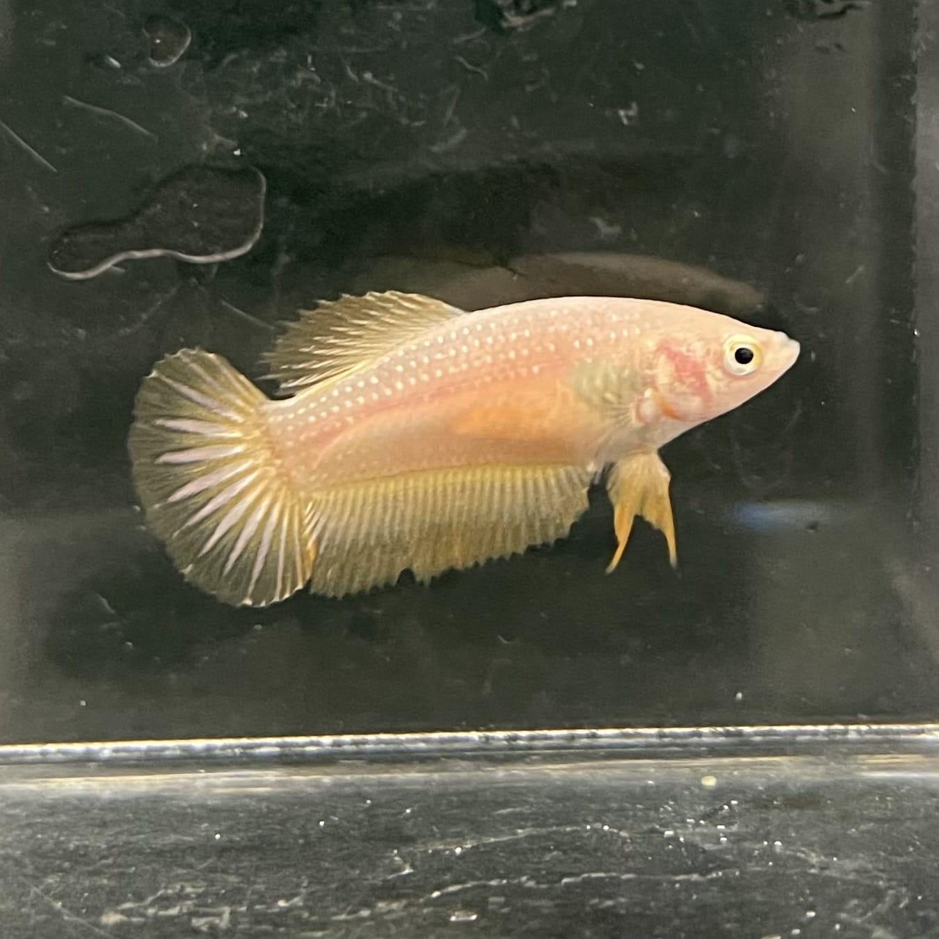 the-fish-farm Female Betta Female Betta - One Only - V Choose your own Female Betta at The Fish Farm Australia