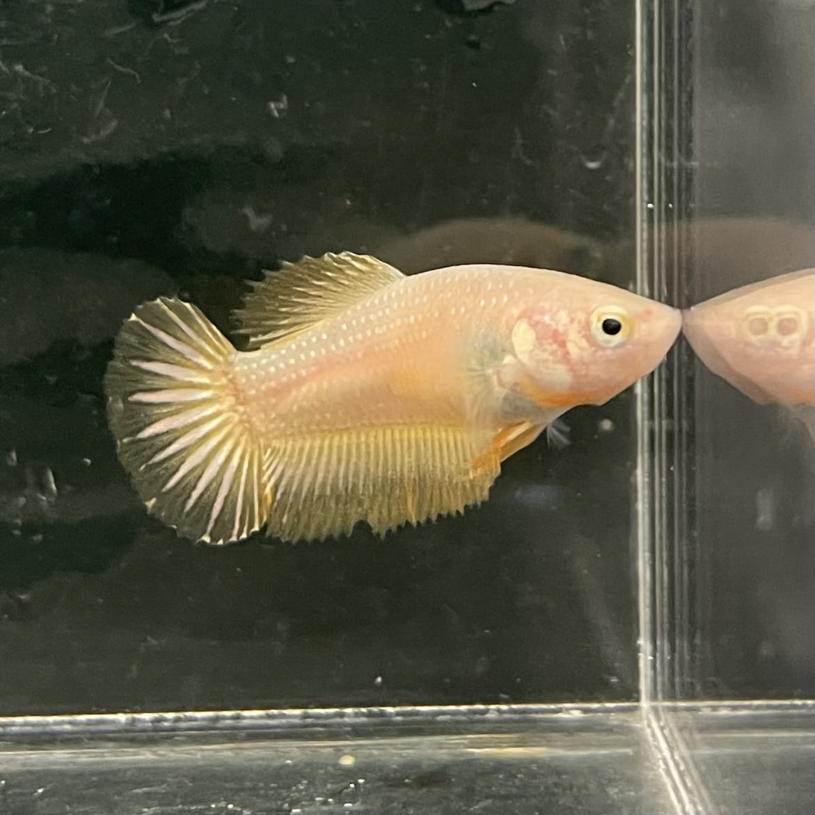 the-fish-farm Female Betta Female Betta - One Only - V Choose your own Female Betta at The Fish Farm Australia