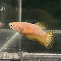 the-fish-farm Female Betta Female Betta - One Only - V Choose your own Female Betta at The Fish Farm Australia