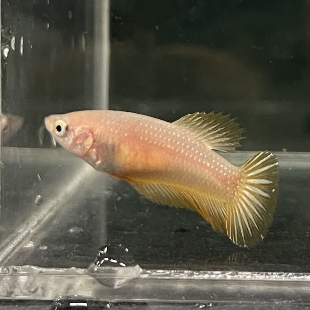 the-fish-farm Female Betta Female Betta - One Only - V Choose your own Female Betta at The Fish Farm Australia