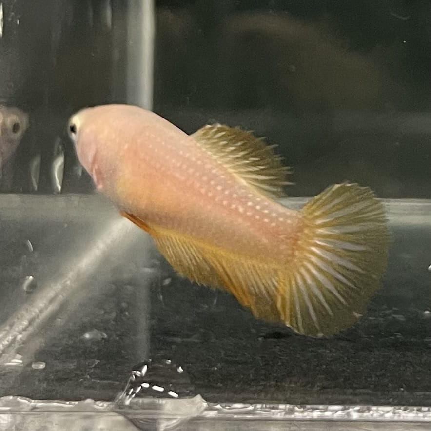 the-fish-farm Female Betta Female Betta - One Only - V Choose your own Female Betta at The Fish Farm Australia