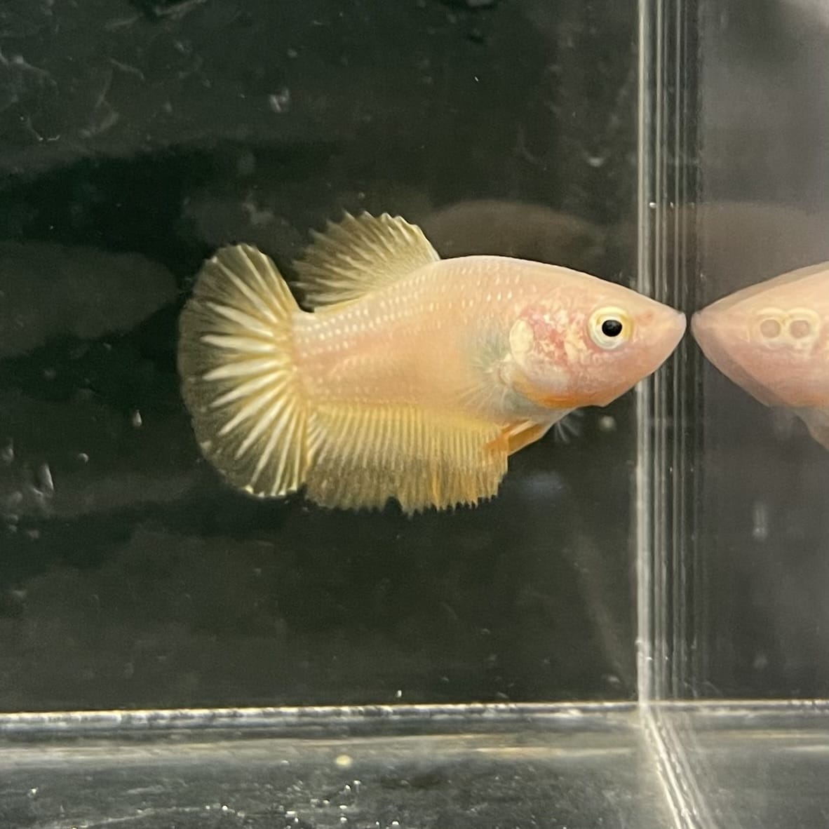 the-fish-farm Female Betta Female Betta - One Only - V Choose your own Female Betta at The Fish Farm Australia