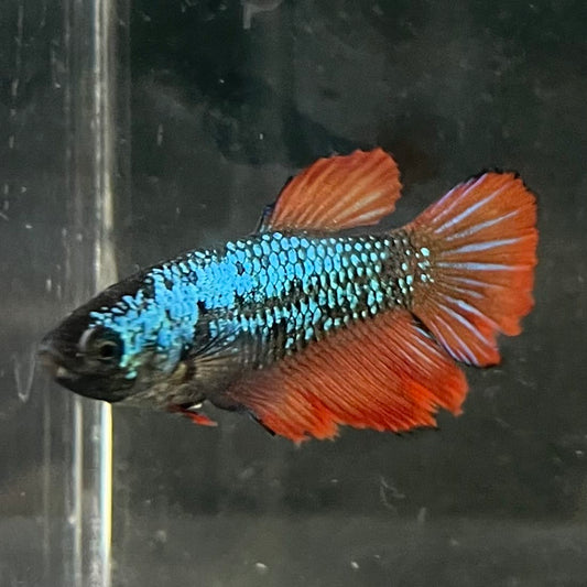 the-fish-farm Female Betta Female Betta - One Only - V Choose your own Female Betta at The Fish Farm Australia