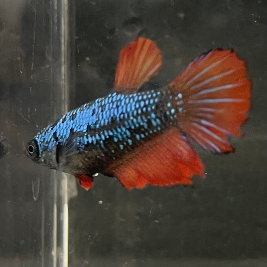 the-fish-farm Female Betta Female Betta - One Only - V Choose your own Female Betta at The Fish Farm Australia