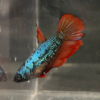 the-fish-farm Female Betta Female Betta - One Only - V Choose your own Female Betta at The Fish Farm Australia