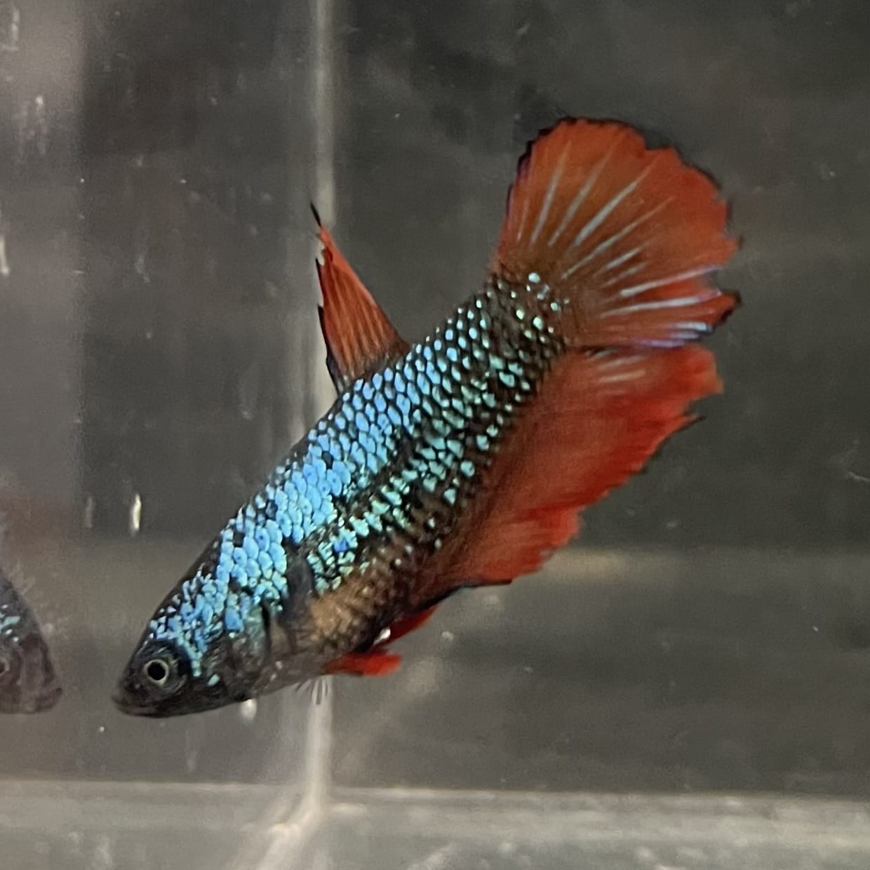 the-fish-farm Female Betta Female Betta - One Only - V Choose your own Female Betta at The Fish Farm Australia
