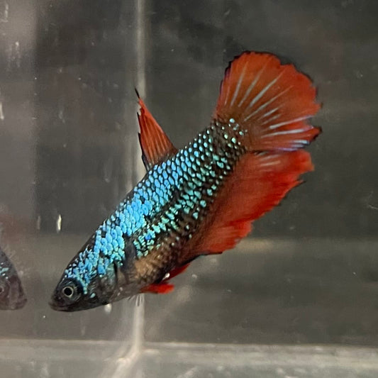 the-fish-farm Female Betta Female Betta - One Only - V Choose your own Female Betta at The Fish Farm Australia
