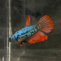the-fish-farm Female Betta Female Betta - One Only - V Choose your own Female Betta at The Fish Farm Australia