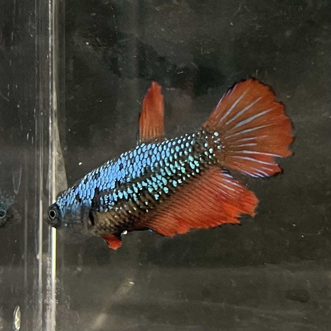 the-fish-farm Female Betta Female Betta - One Only - V Choose your own Female Betta at The Fish Farm Australia