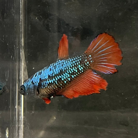 the-fish-farm Female Betta Female Betta - One Only - V Choose your own Female Betta at The Fish Farm Australia