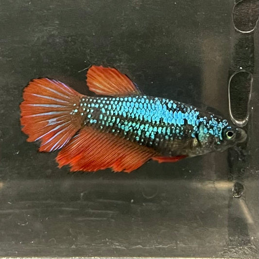 the-fish-farm Female Betta Female Betta - One Only - V Choose your own Female Betta at The Fish Farm Australia
