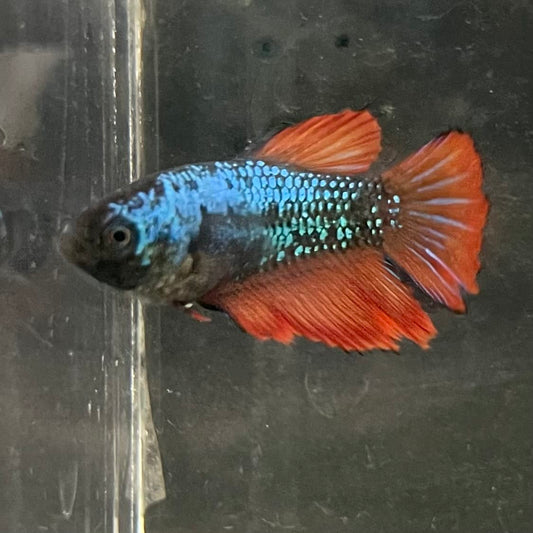 the-fish-farm Female Betta Female Betta - One Only - V Choose your own Female Betta at The Fish Farm Australia