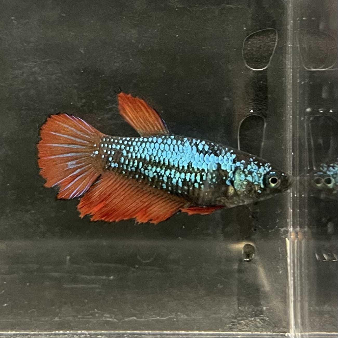 the-fish-farm Female Betta Female Betta - One Only - V Choose your own Female Betta at The Fish Farm Australia