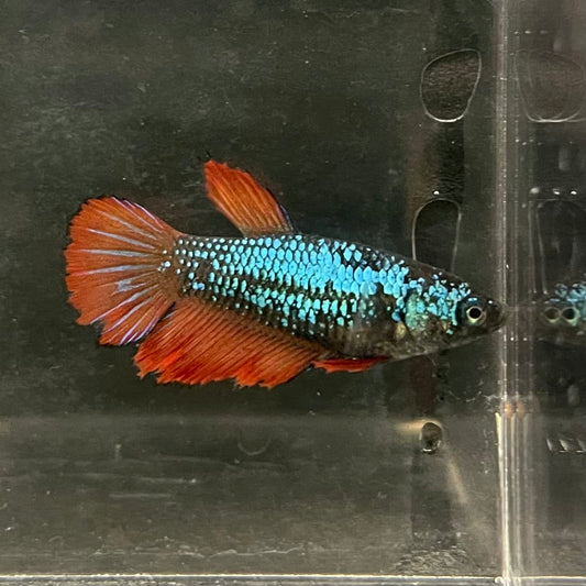 the-fish-farm Female Betta Female Betta - One Only - V Choose your own Female Betta at The Fish Farm Australia