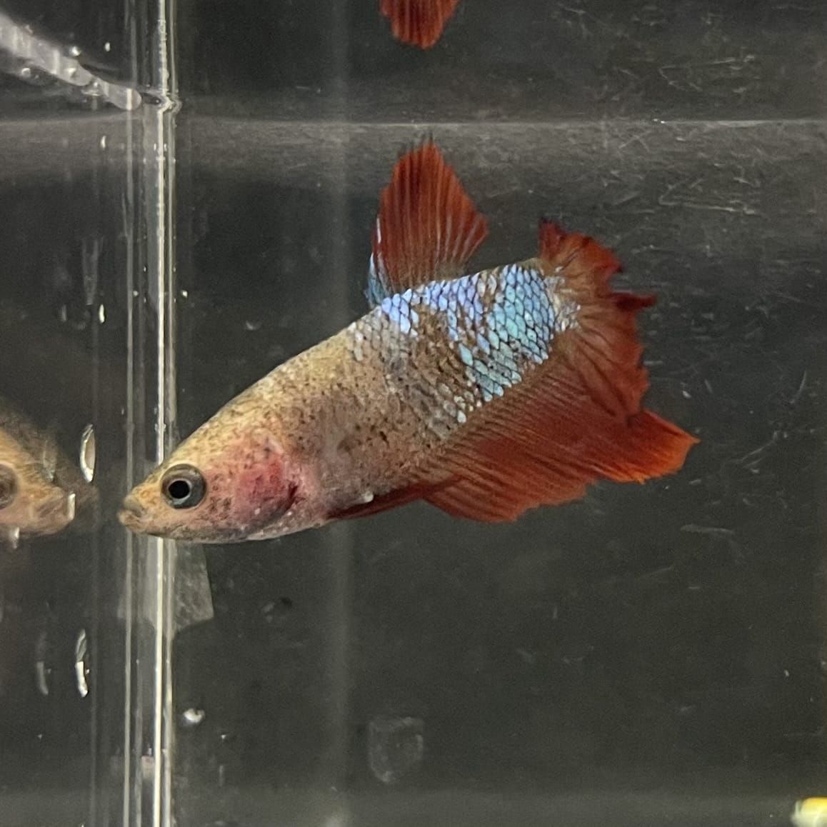 the-fish-farm Female Betta Female Betta - One Only - V Choose your own Female Betta at The Fish Farm Australia