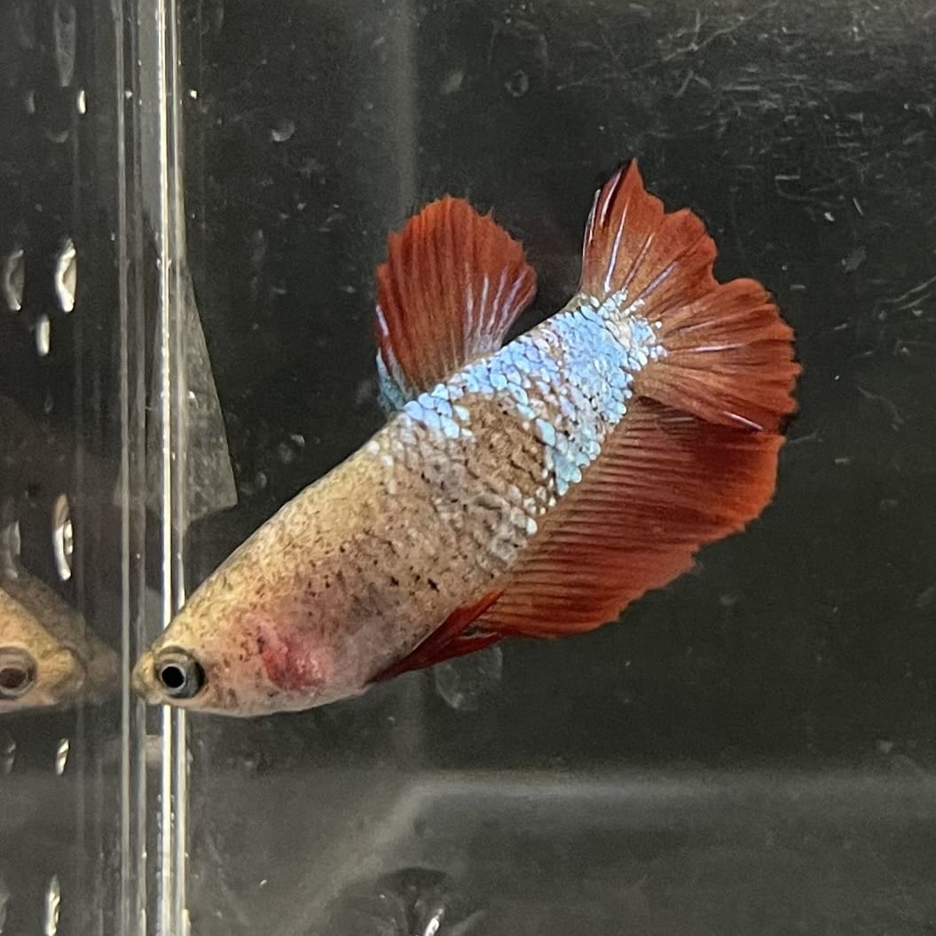 the-fish-farm Female Betta Female Betta - One Only - V Choose your own Female Betta at The Fish Farm Australia