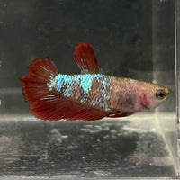 the-fish-farm Female Betta Female Betta - One Only - V Choose your own Female Betta at The Fish Farm Australia