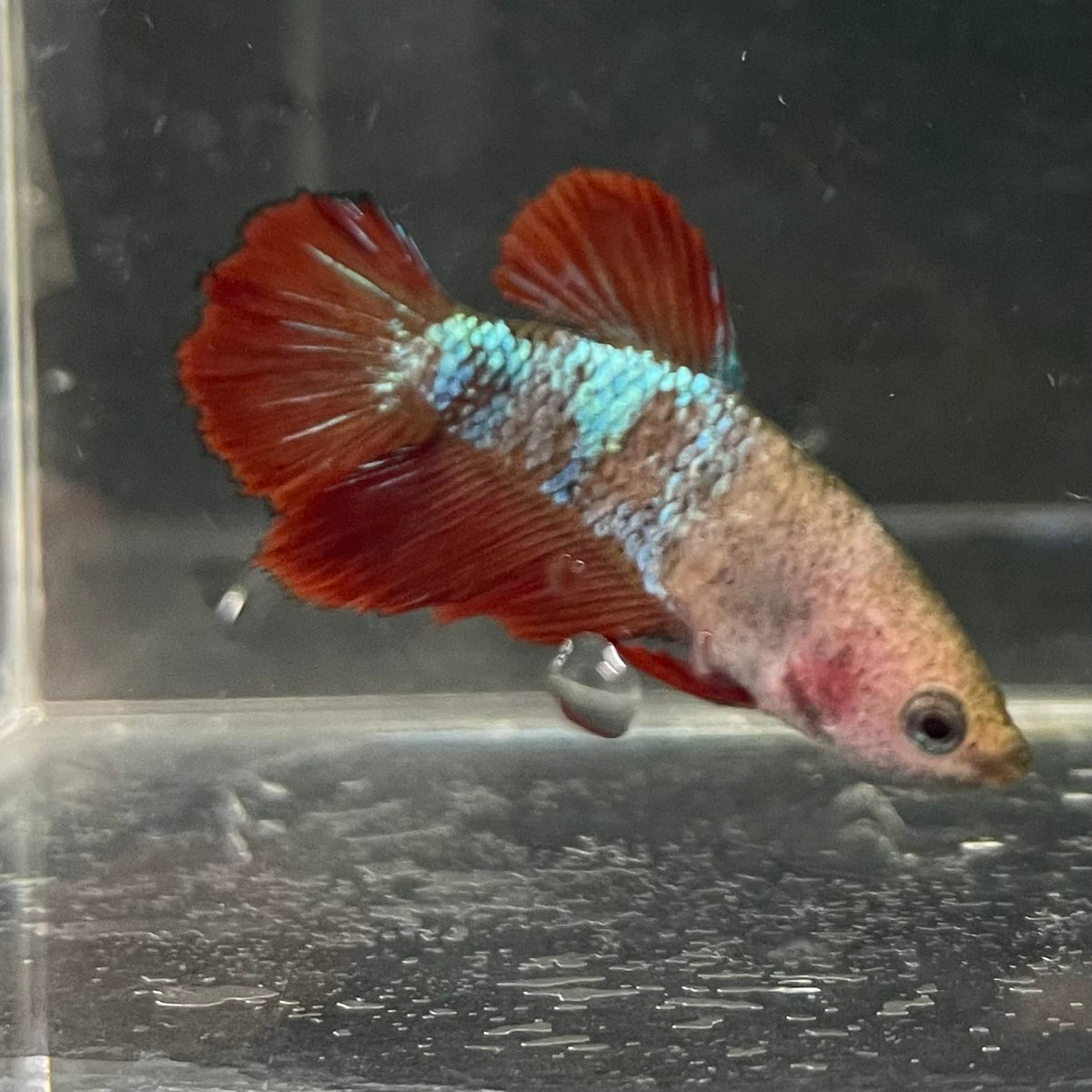 the-fish-farm Female Betta Female Betta - One Only - V Choose your own Female Betta at The Fish Farm Australia