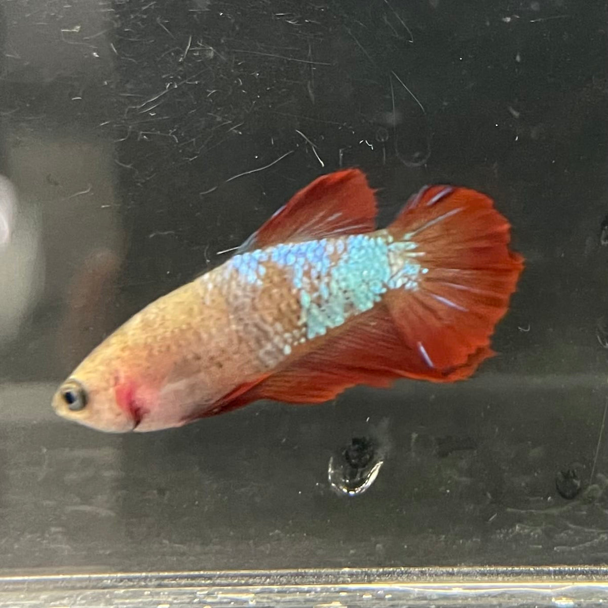 the-fish-farm Female Betta Female Betta - One Only - V Choose your own Female Betta at The Fish Farm Australia